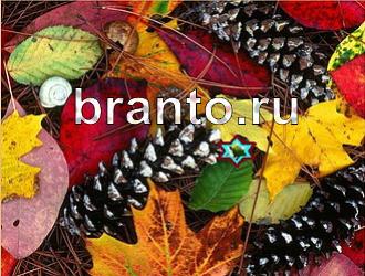 ответы на игру Найди животных Уровень 500