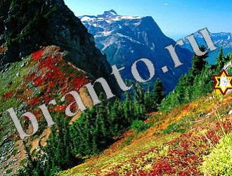 ответы на игру Найди животных Уровень 1157