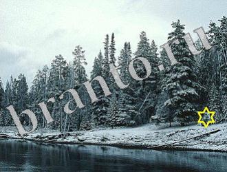 Найди животных подсказки в одноклассниках Уровень 1158