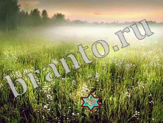 ответы на игру Найди животных Уровень 1159