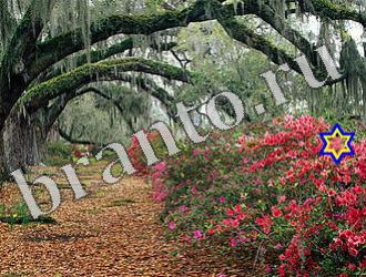 Игра Найди животных ответы Уровень 1160