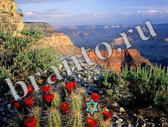 ответы на игру Найди животных Уровень 1162