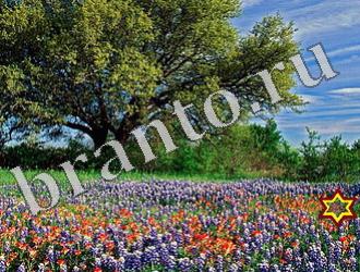 ответы на игру Найди животных Уровень 1165