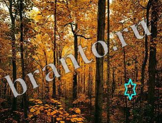 ответы на игру Найди животных Уровень 1168