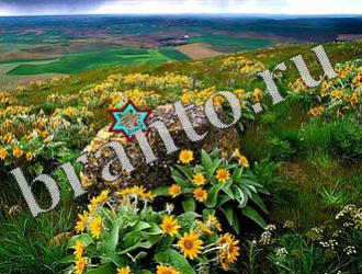 ответы на игру Найди животных Уровень 1170