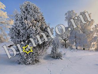 ответы на игру Найди животных Уровень 1174