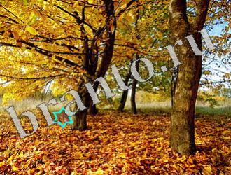 ответы на игру Найди животных Уровень 1177