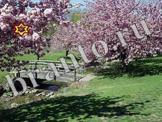 подсказки к игре Найди животных Уровень 1178