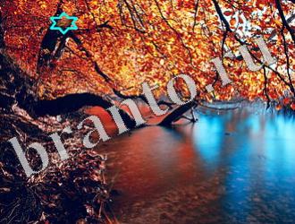 ответы на игру Найди животных Уровень 1182