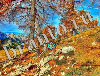 Найди животных Уровень 1187