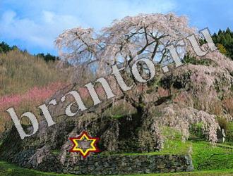 ответы на игру Найди животных Уровень 1188