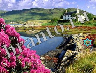 Найди животных подсказки Уровень 1191