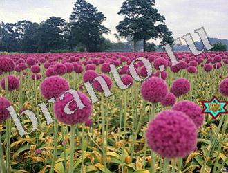 ответы на игру Найди животных Уровень 1196