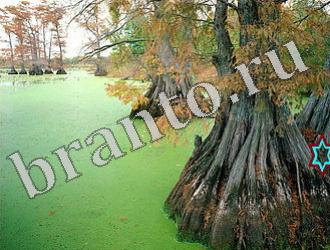 подсказки на игру Найди животных Уровень 1197