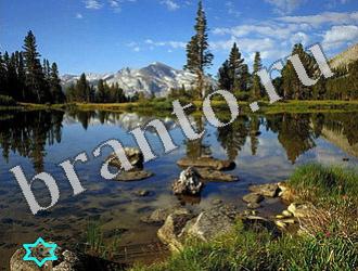 ответы на игру Найди животных Уровень 1200