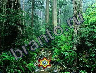 Найди животных игра ответы Уровень 1451