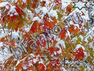 Игра Найди животных ответы Уровень 1460