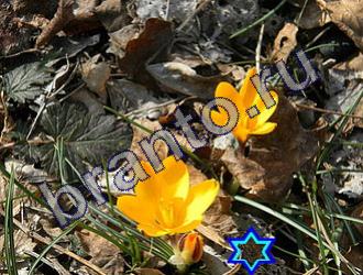 ответы на игру Найди животных Уровень 1461