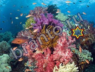 ответы на игру Найди животных Уровень 1463