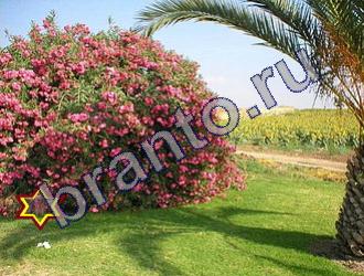 ответы на игру Найди животных Уровень 1468