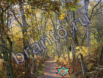 ответы на игру Найди животных Уровень 1476