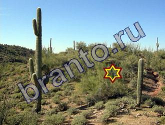 Найди животных ответы на игру Уровень 1481