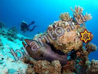 ответы на игру Найди животных Уровень 1482