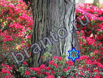 ответы на игру Найди животных Уровень 1484