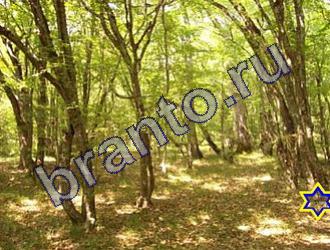 ответы на игру Найди животных Уровень 1485