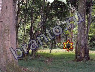 ответы на игру Найди животных Уровень 1486