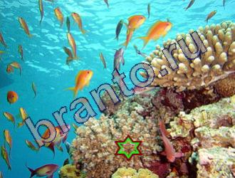 ответы на игру Найди животных Уровень 1492