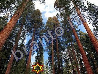 ответы на игру Найди животное Уровень 1495