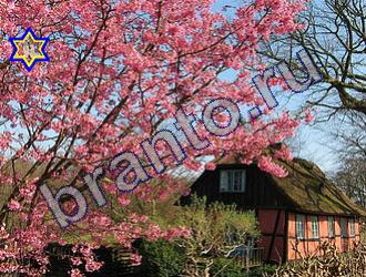 ответы на игру Найди животных Уровень 1498