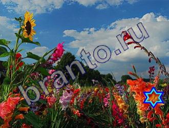 помощь на игру Найди животных Уровень 1499