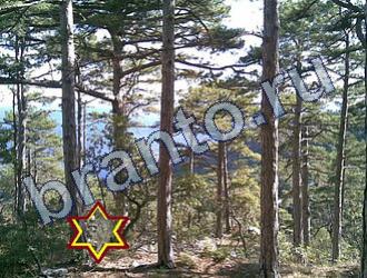 ответы на игру Найди животных Уровень 1659