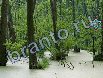 ответы на игру Найди животных Уровень 1661