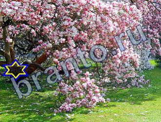 ответы на игру Найди животных Уровень 1667