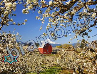 ответы на игру Найди животных Уровень 1668