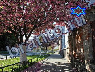 ответы на игру Найди животных Уровень 1669