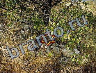 ответы на игру Найди животных Уровень 1670