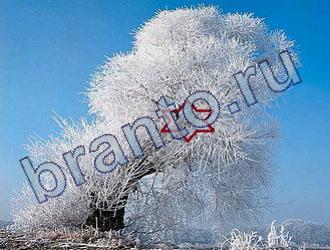 ответы на игру Найди животных Уровень 1676