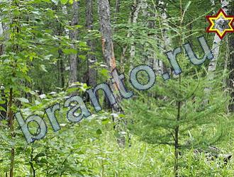 Найди животных Уровень 1687