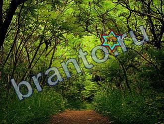 ответы на игру Найди животных Уровень 1688