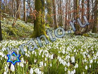 подсказки Найди животных Уровень 1694