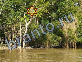 помощь на игру Найди животных Уровень 1699