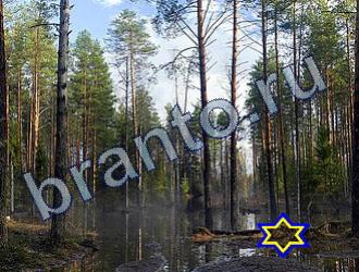 ответы на игру Найди животных Уровень 1700