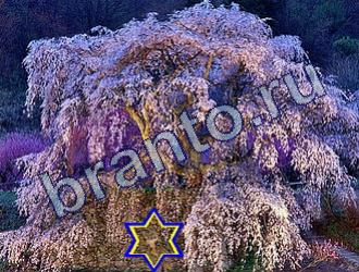 Найди животных игра ответы Уровень 1701