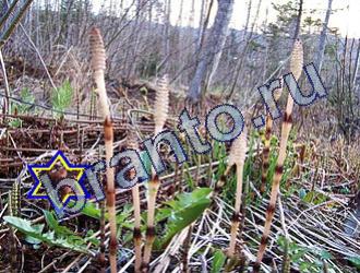 ответы на игру Найди животных Уровень 1704