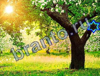 Найди животных подсказки в одноклассниках Уровень 1708