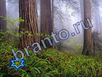 Игра Найди животных ответы Уровень 1710